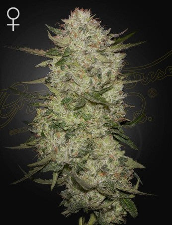 Green House Seeds - Highcloudz Auto 3 Seeds