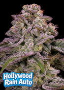 Anesia Seeds - Hollywood Rain Auto - 3 Seeds