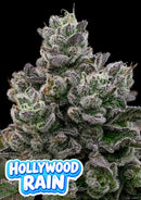 Anesia Seeds - Hollywood Rain - 3 Seeds