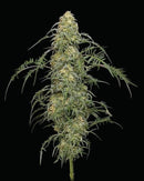 Humboldt - Freakshow Feminised Seeds