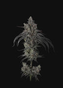 Umami Seed Co - Zoda B1 3 Fem Seeds