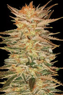 Paradise Seeds - Ice Cream