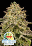 ANESIA SEEDS - Iced Lemon Watermelon - 3 Seeds