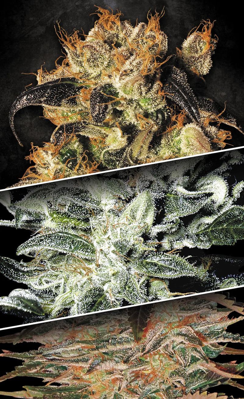 Paradise Seeds - Collection pack Indica