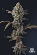 Compound Genetics - Jet Puft (5 Seeds)