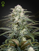 Green House Seeds - KALASHNIKOVA AUTO (FEMINISED)