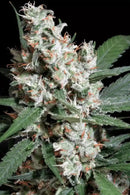 Paradise Seeds - L.A. Amnesia