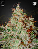 Green House Seeds - LEMON SKUNK (FEMINISED)