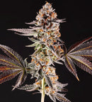 Compound Genetics - La Bomba