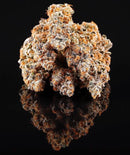 Compound Genetics - La Bomba