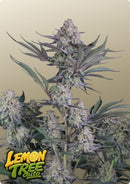 Fast Buds - Lemon Tree Auto™