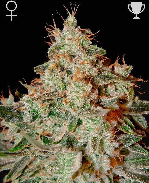 Dynamite Genetics - Lemon Skunk FEM HYB/23.1%