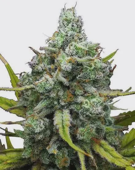 Dynamite Genetics - London Pound Cake Fem IND/25%