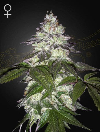 Green House Seeds - MILKY DREAMS
