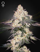 Green House Seeds - MOWEETO (Lemon Tree x Velvet Moon)