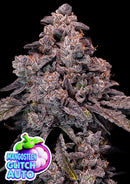Anesia Seeds - Mangosteen Glitch Auto - 3 Seeds