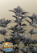 Fast Buds -Mendo Frost Auto™