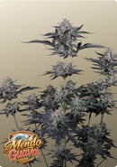 Fast Buds - Mendo Guava Auto™