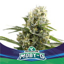 BSF - Moby D XXL Auto