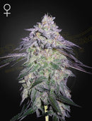 Green House Seeds - NORI CAKE (Kush Mint x Wonder Pie)