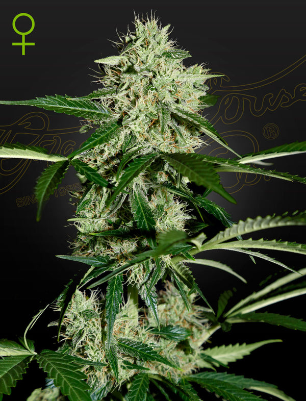 Green House Seeds - NORTHERN LIGHTS AUTO (FEMINISED)