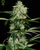 Dynamite Genetics - Northern Lights Auto IND/17.8%