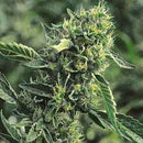 Humboldt Seed Company - OG Kush (3 Seeds)