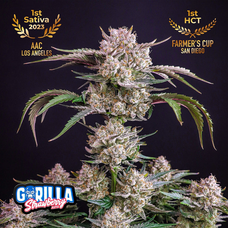 gorilla strawberry seeds Fast Buds -Strawberry Gorilla Auto