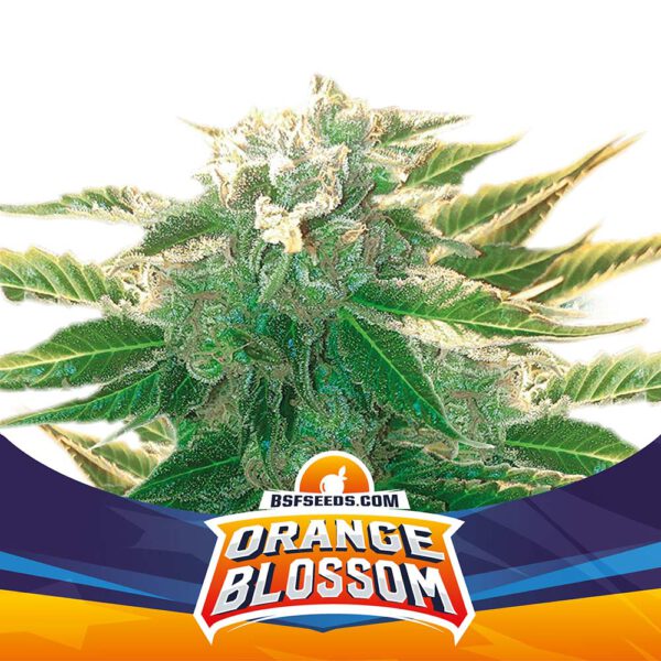 BSF - Orange Blossom XXL Auto