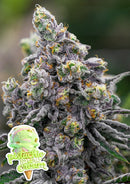 Anesia Seeds - Pistachio Snow Cream - 3 Seeds