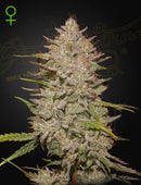 Green House Seeds - Chemical Candy Auto