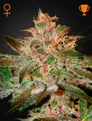 Greeen House Seeds - Pure Kush