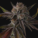 Compound Genetics - Purple Preserves - 7 Seeds