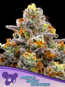 Anesia - Purple Boost Highness