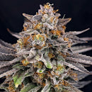 RIPPER SEEDS - CANDYGAZ