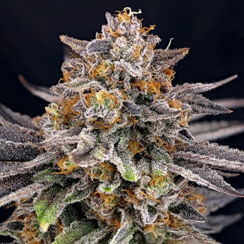 RIPPER SEEDS - CANDYGAZ- 1 SEED