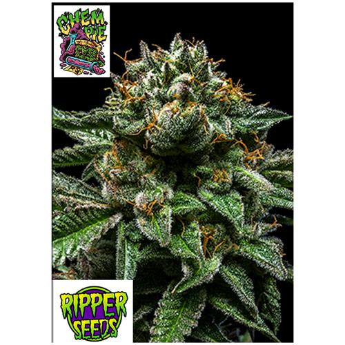 RIPPER SEEDS - CHEMPIE - 5 SEEDS