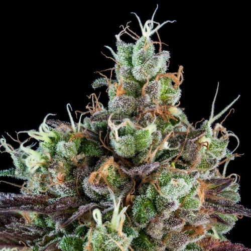 RIPPER SEEDS - SOUR RIPPER AUTO FEM - 3 SEEDS