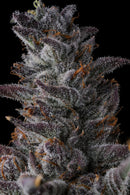 Compount Genetics - Rah Tah Tah