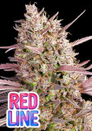 Anesia Seeds - Red Line - 3 Seeds