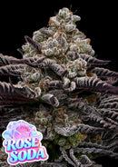 Anesia Seeds - Rose Soda - 3 Seeds