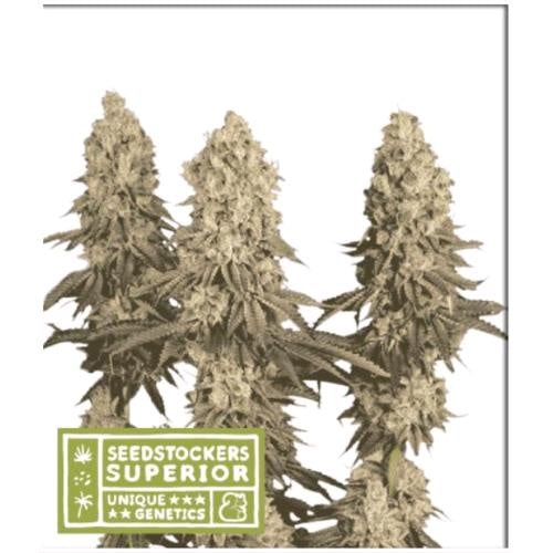 SEED STOCKERS - MACK & CRACK FEM - 3 SEEDS