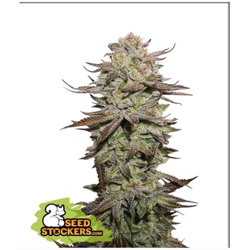 Seed Stockers - STICKY FINGERS AUTO