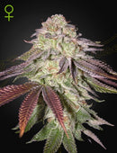 Green House Seeds - SUGARLATO AUTO