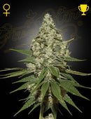 Green House Seeds - SUPER LEMON HAZE (FEMINISED)