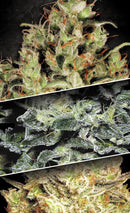 Paradise Seeds - Collection pack Sativa