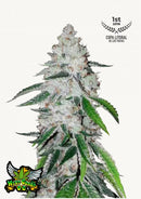 FAST BUDS - WEST COAST OG AUTO