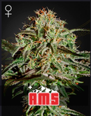 Green House Seeds- A.M.S. - Pack of 3