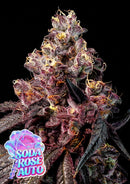 Anesia Seeds - Soda Rose Auto - 3 Seeds