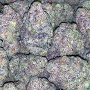Starfire Genetix - Froot Stripez
